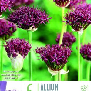 Kapiteyn Allium atropurpureum