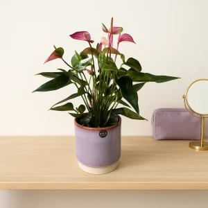 Flamingo Flower Pink Champion