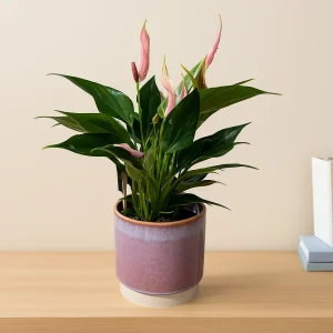 Flamingo Flower Lilli