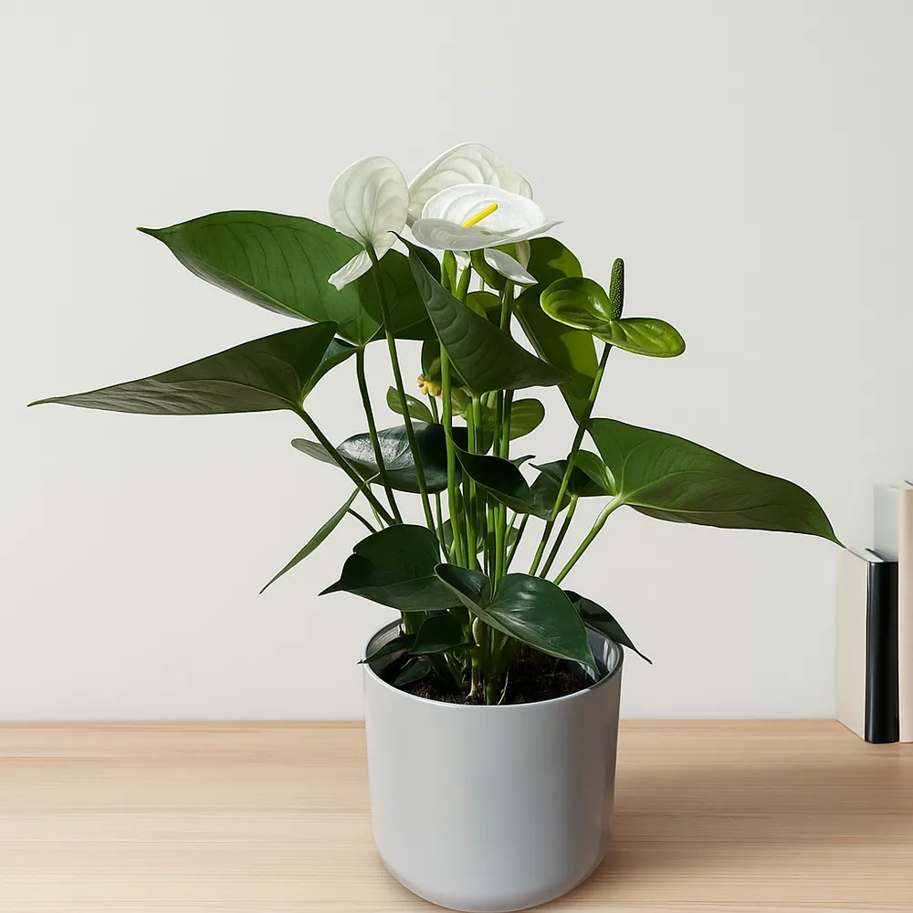 Flamingo Flower White Champion