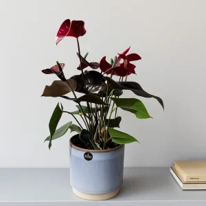 Flamingo Flower Red Champion