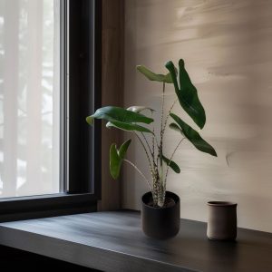 Elephant's Ear 'Zebrina'