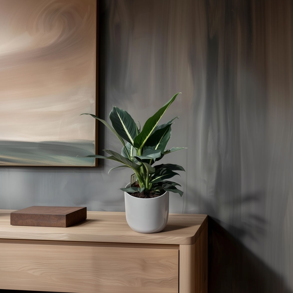 Dumb Cane 'Green Magic' - Image 2