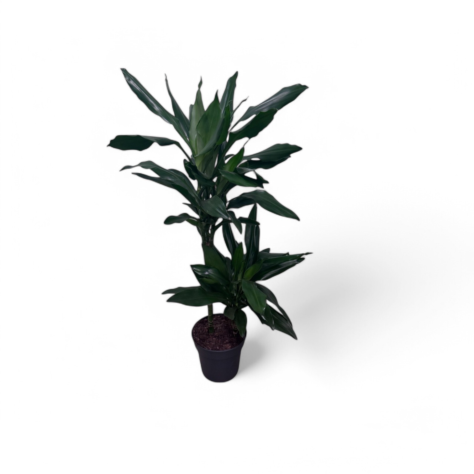 Dragon Tree 'Janet Craig' - Image 2