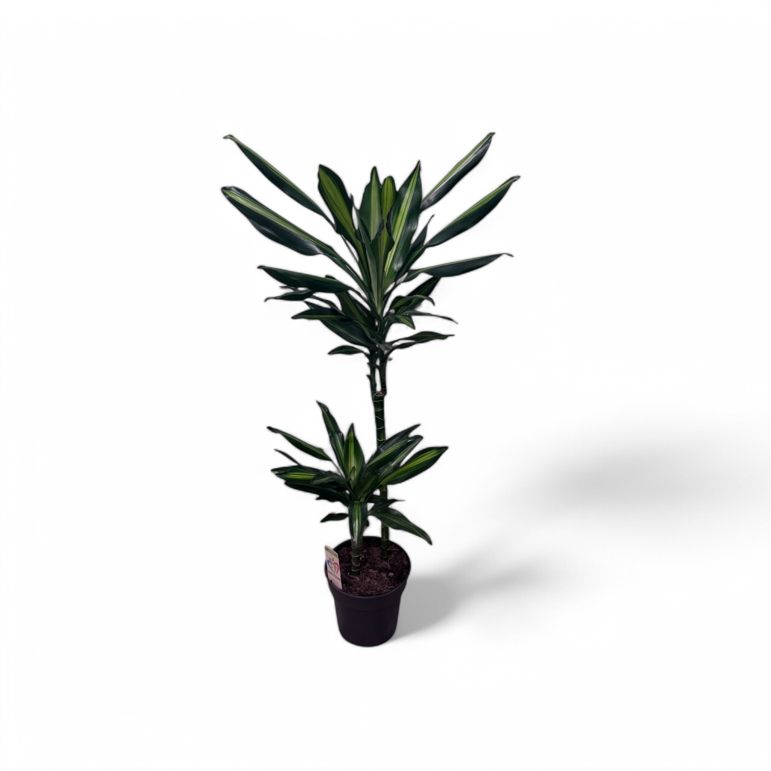 Dragon Tree 'Cintho' - Image 2