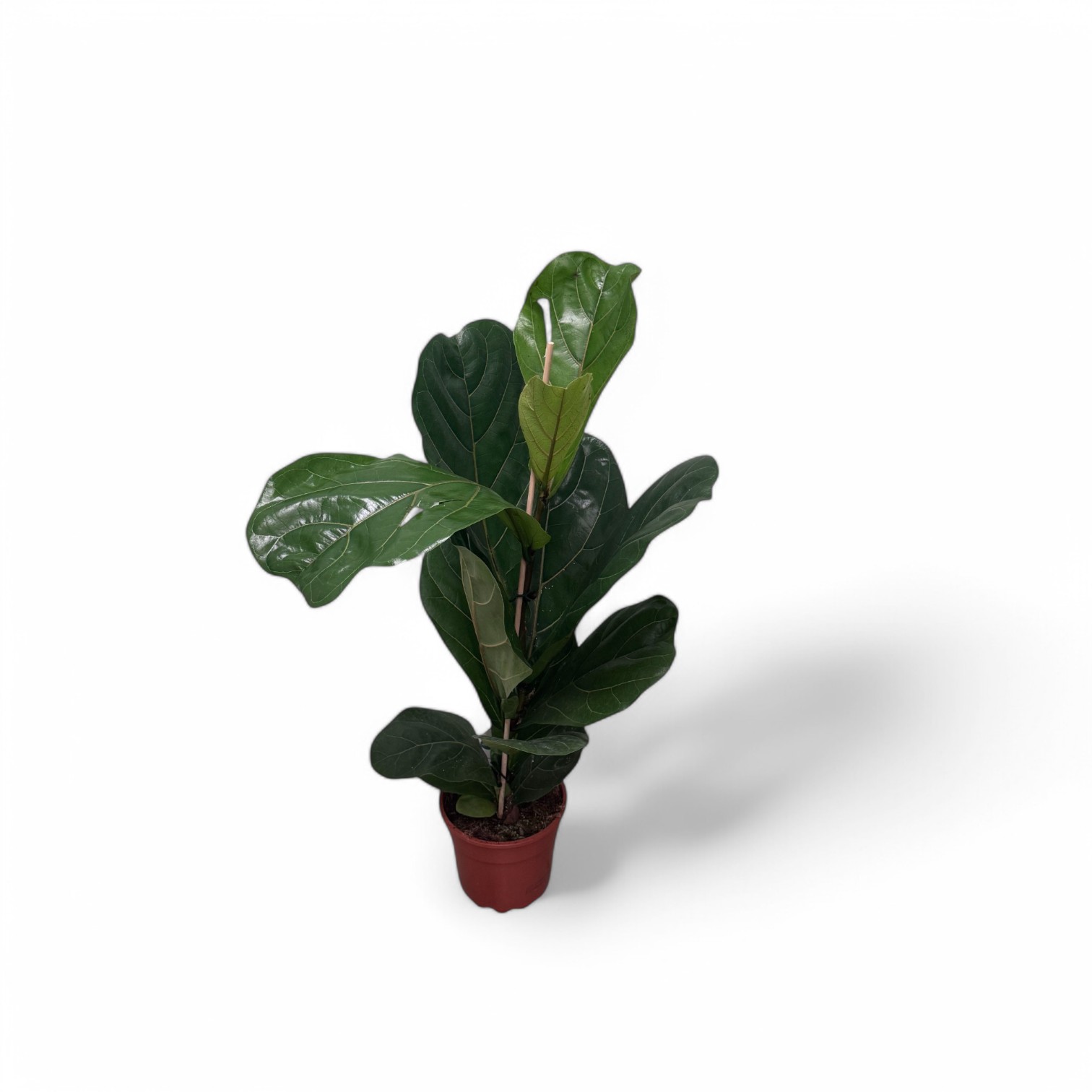 Fiddle Leaf Fig - Image 2