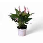 No decorative pot