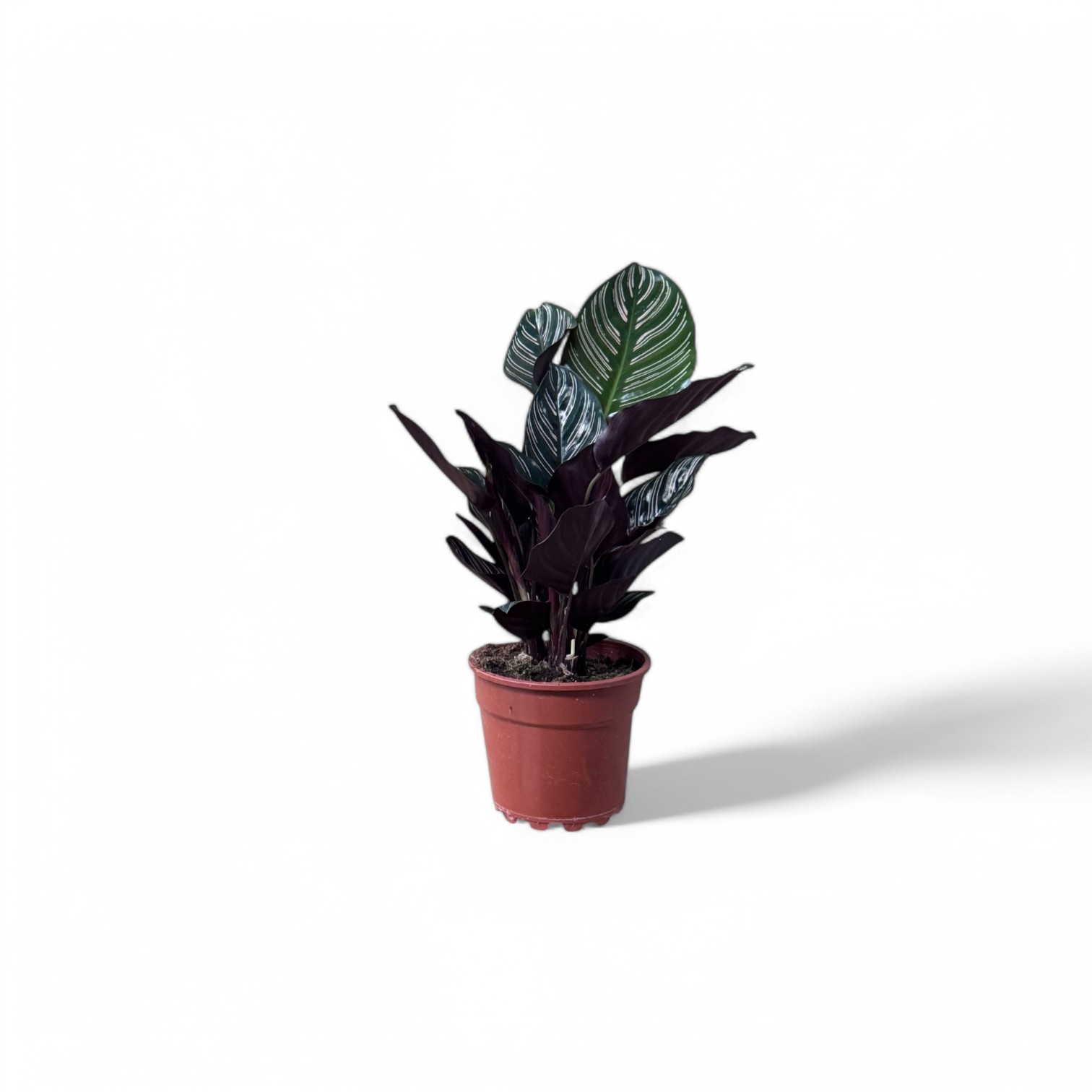 Pinstripe Calathea - Image 2