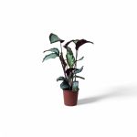 No decorative pot