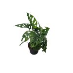 No decorative pot
