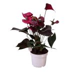 No decorative pot