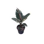 No decorative pot