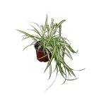 No decorative pot