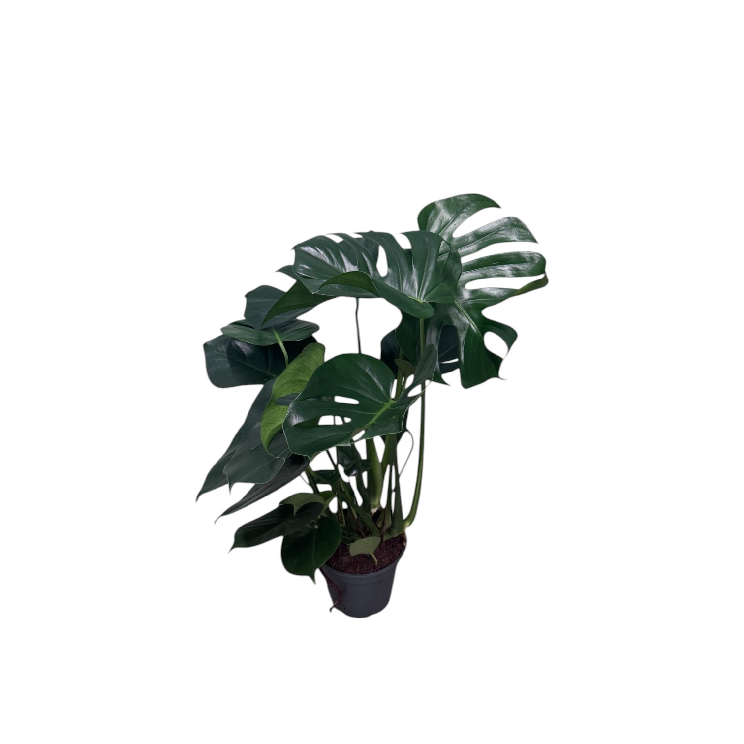 Swiss Cheese Plant - Image 5