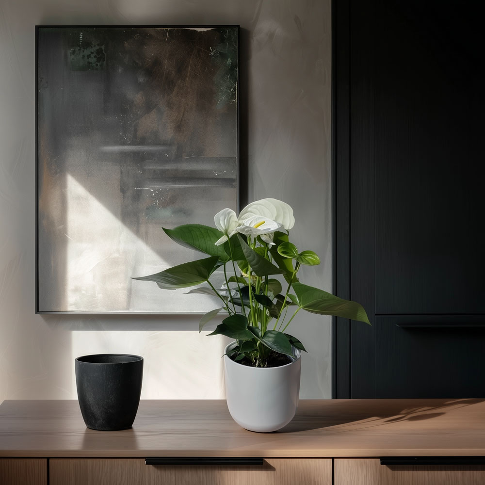 Flamingo Flower White Champion - Image 2