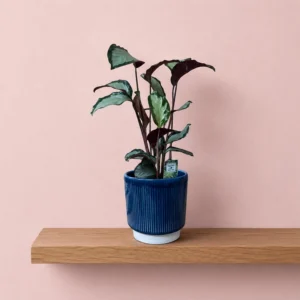 Prayer Plant 'Aregentea'
