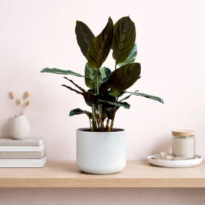 Prayer Plant 'Maui Queen'
