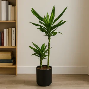 Dragon Tree 'Cintho'