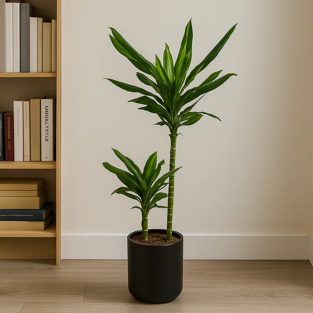 Dragon Tree 'Cintho'