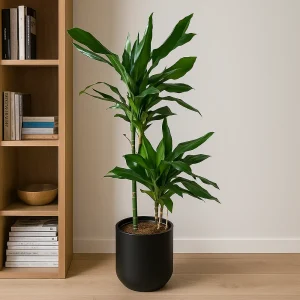 Dragon Tree 'Janet Craig'