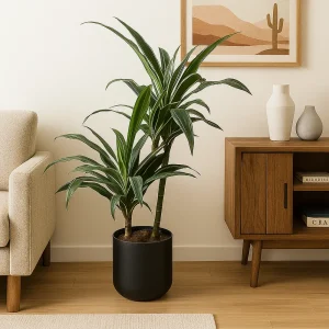 Dragon Tree 'White Stripe'