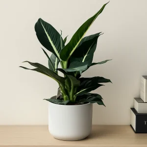 Dumb Cane 'Green Magic'