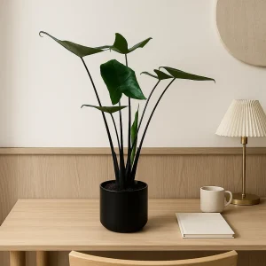 Elephant's Ear 'Black Zebrina'