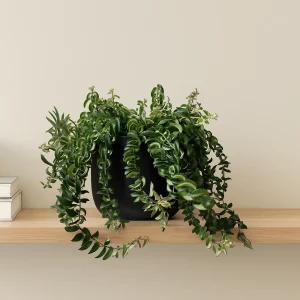 Lipstick Plant 'Rasta'