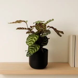 Peacock Prayer Plant