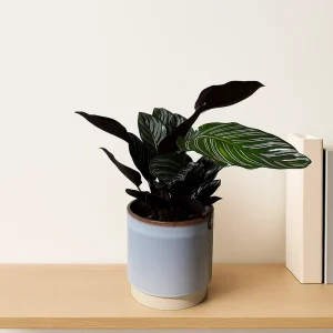 Pinstripe Calathea
