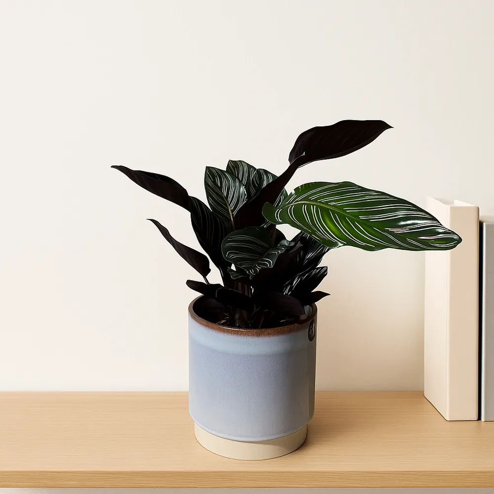 Pinstripe Calathea