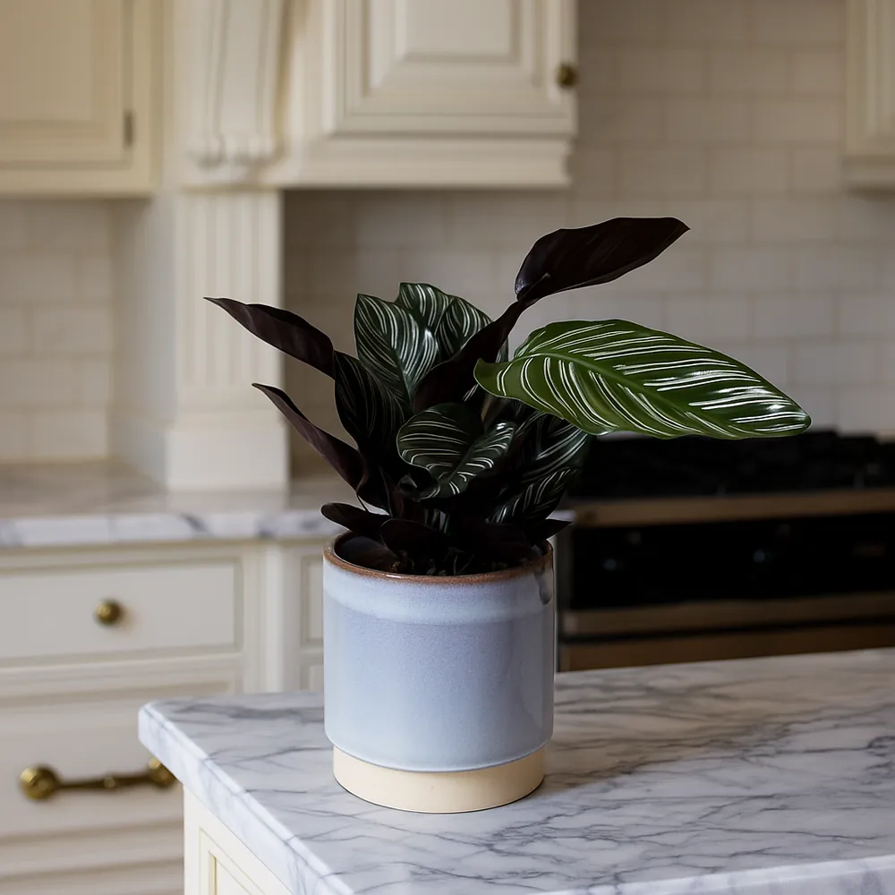 Pinstripe Calathea - Image 3