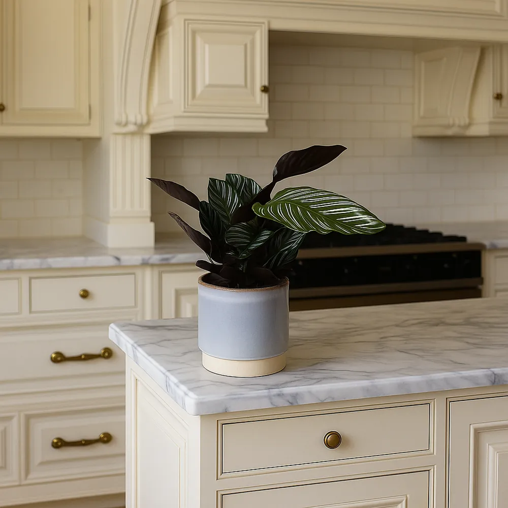 Pinstripe Calathea - Image 4