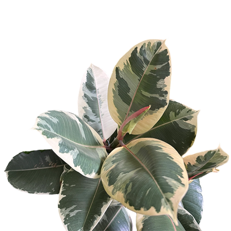 White Rubber Plant - Image 2