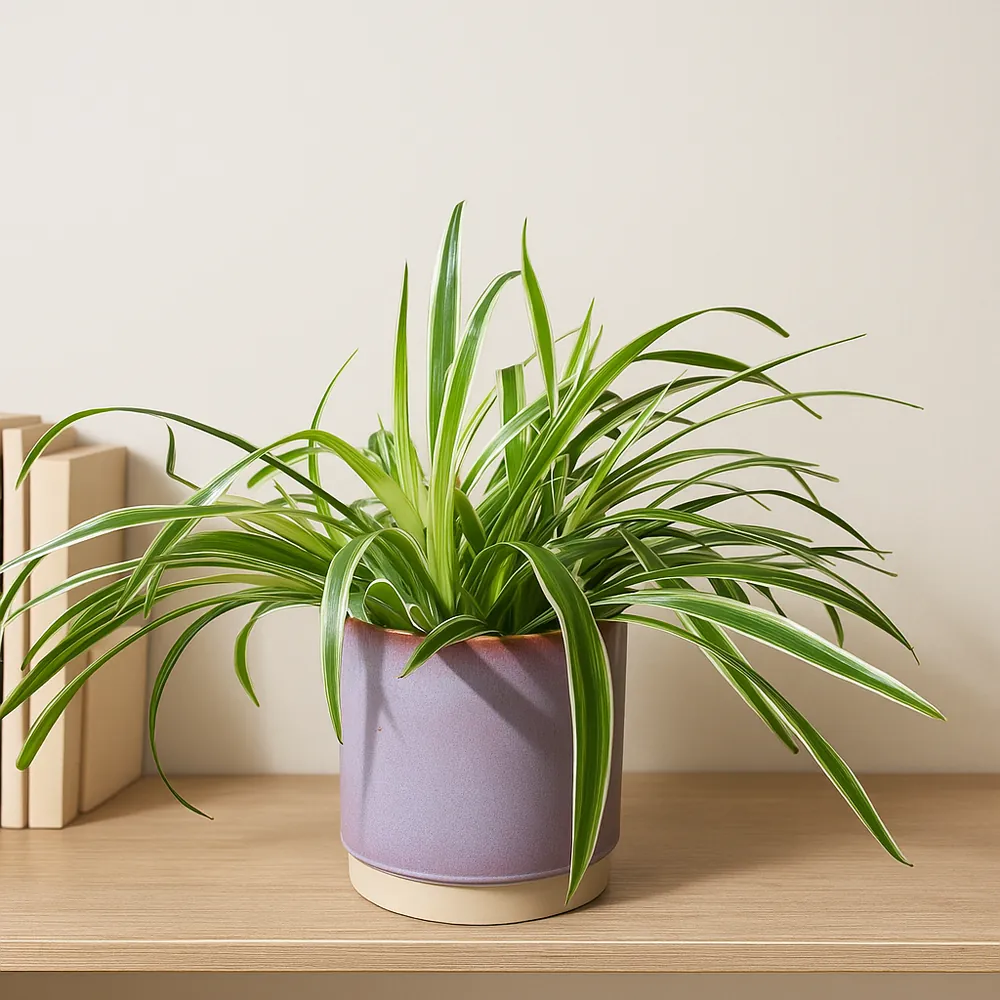 Spider Plant