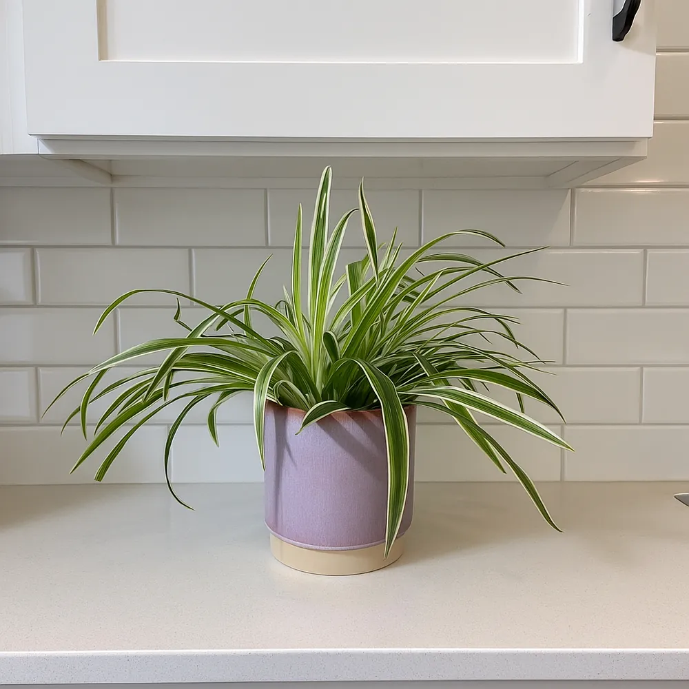 Spider Plant - Image 3