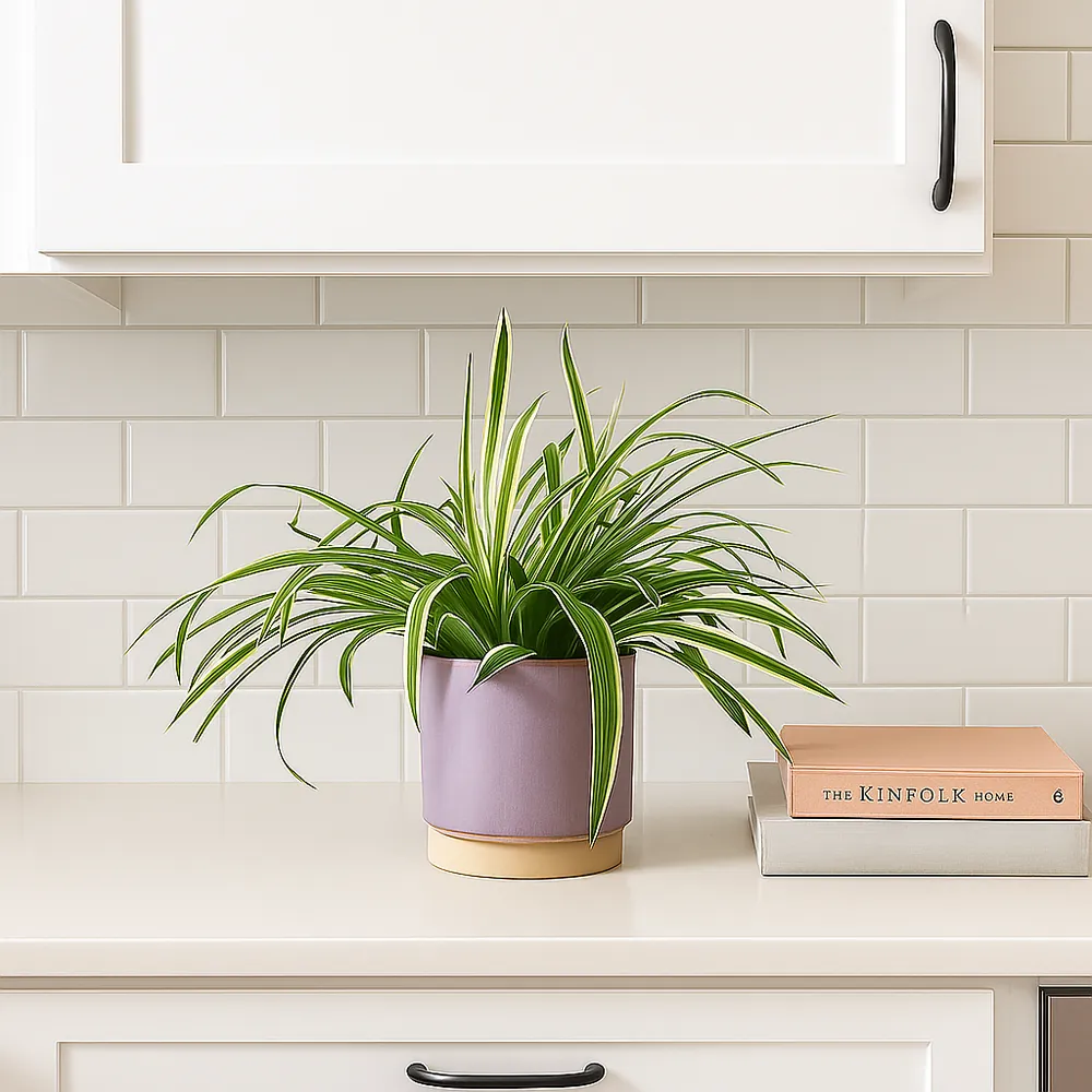 Spider Plant - Image 4