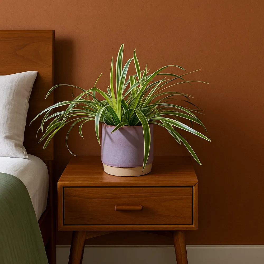 Spider Plant - Image 5