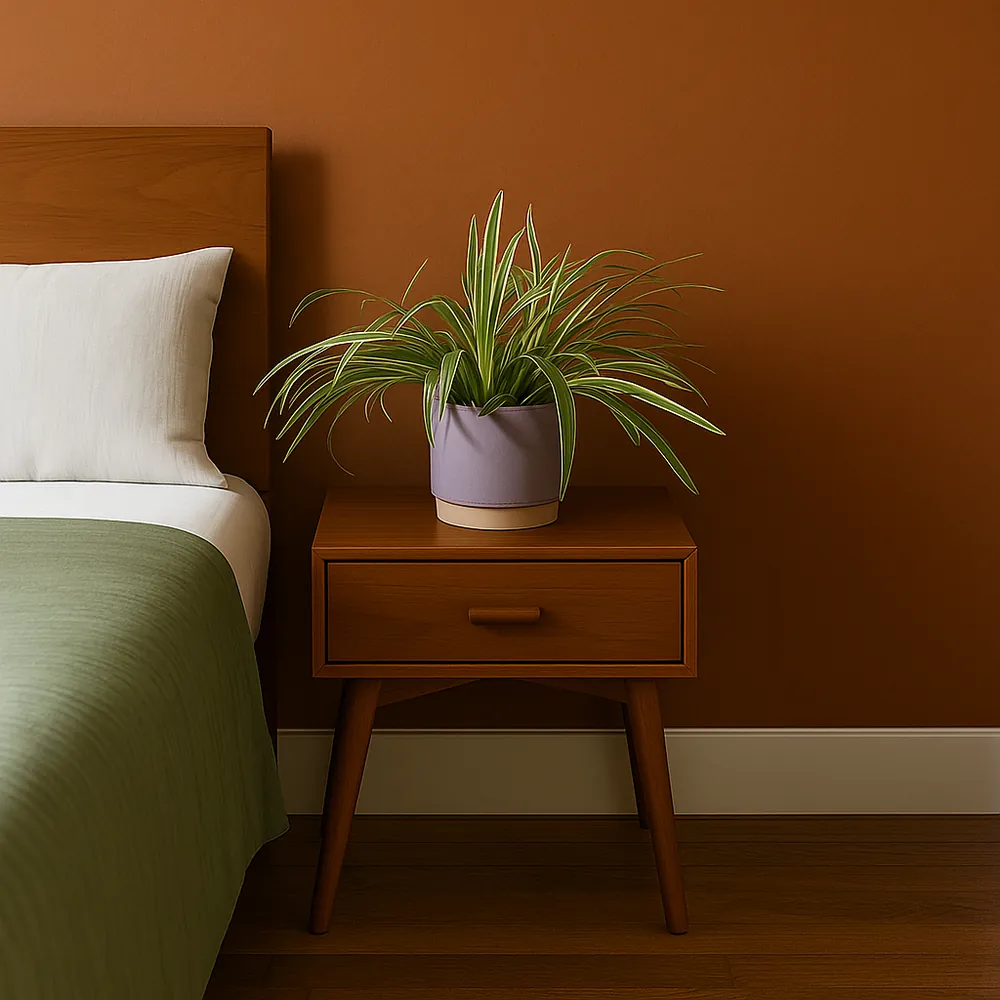 Spider Plant - Image 6