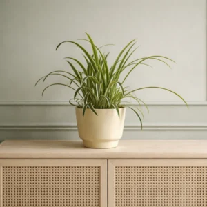 Spider Plant