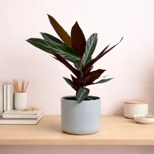 Stripestar Prayer Plant