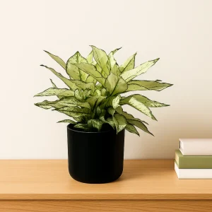 White Kiwi Chinese Evergreen