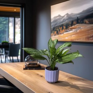 Maria Christina Chinese Evergreen