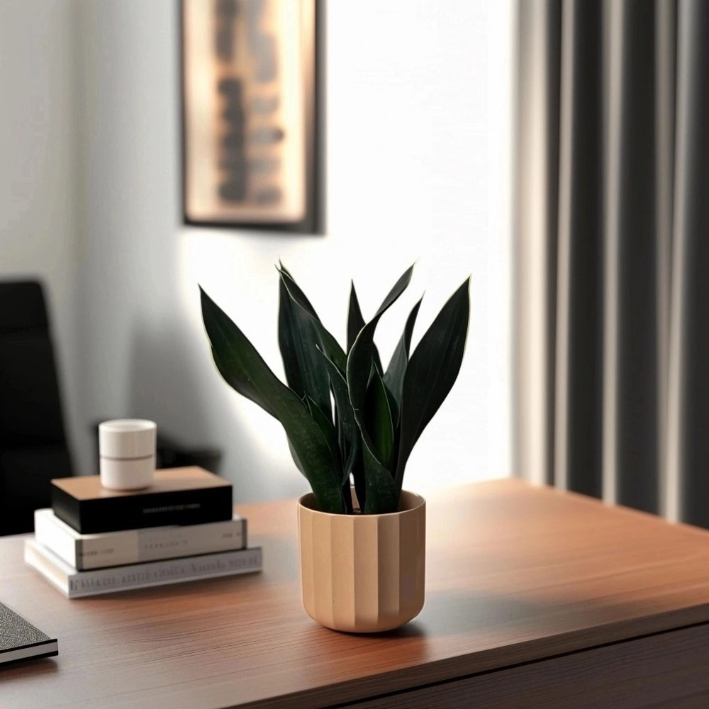 Snake Plant Black Coral
