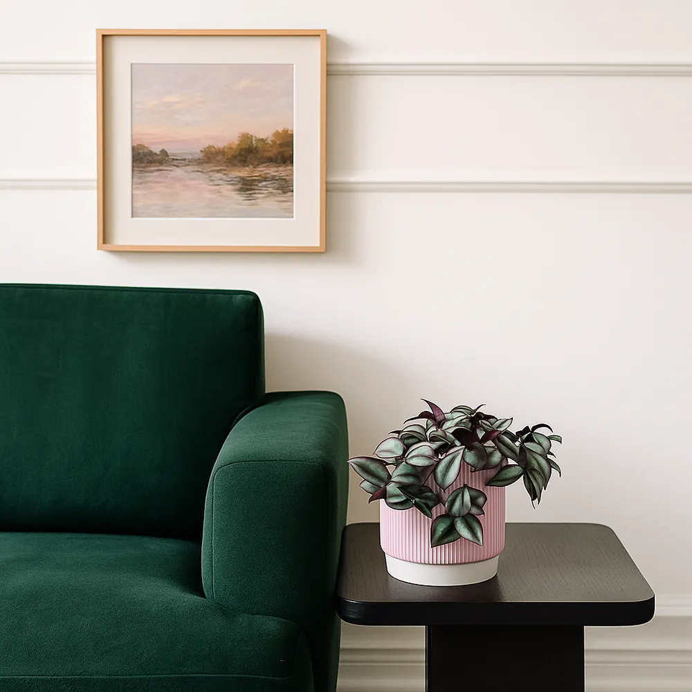 Spiderwort Zebrina - Image 2