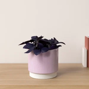 Spiderwort Purple Heart