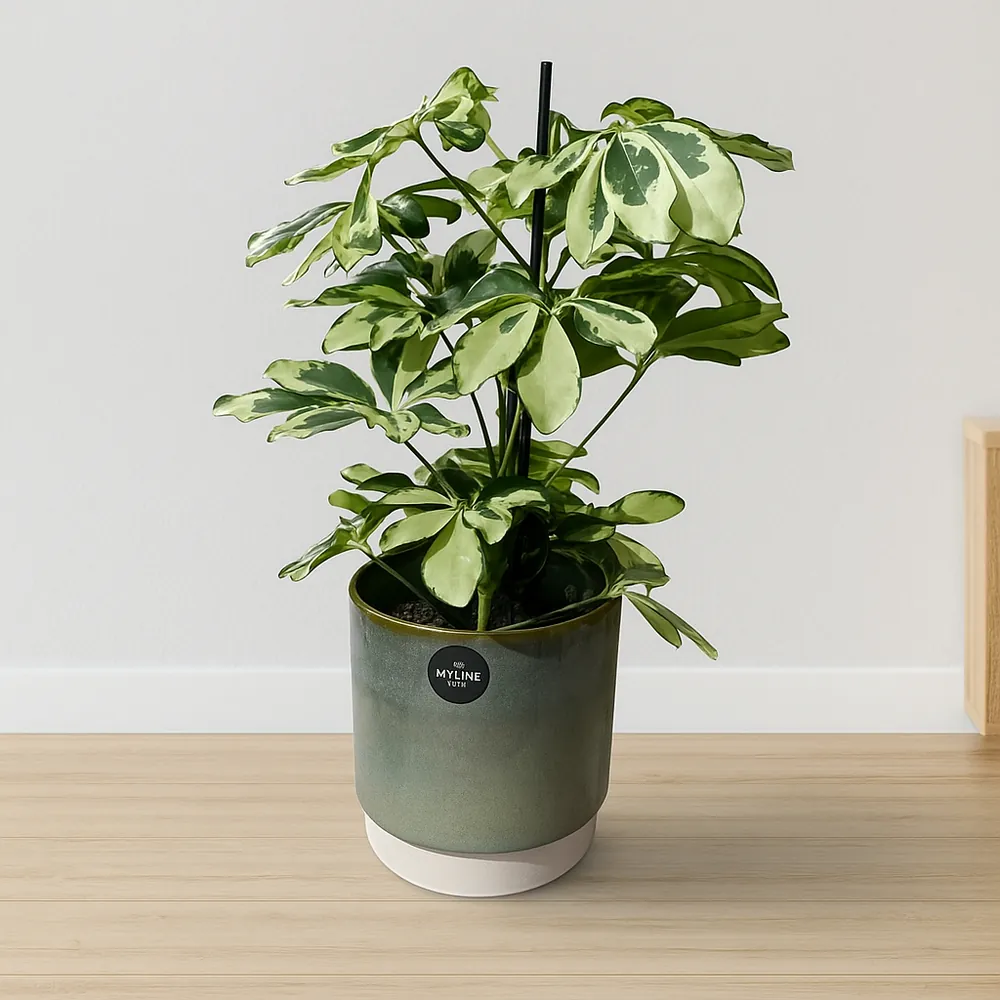 Dwarf Umbrella Tree White