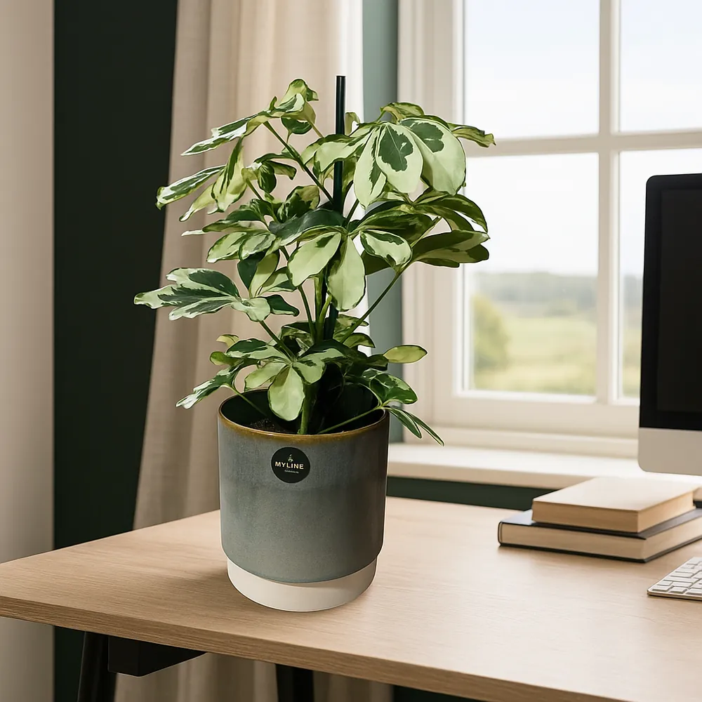 Dwarf Umbrella Tree White - Image 2