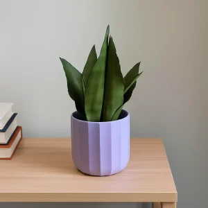 Snake Plant Moonshine