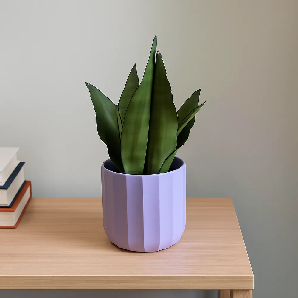 Snake Plant Moonshine